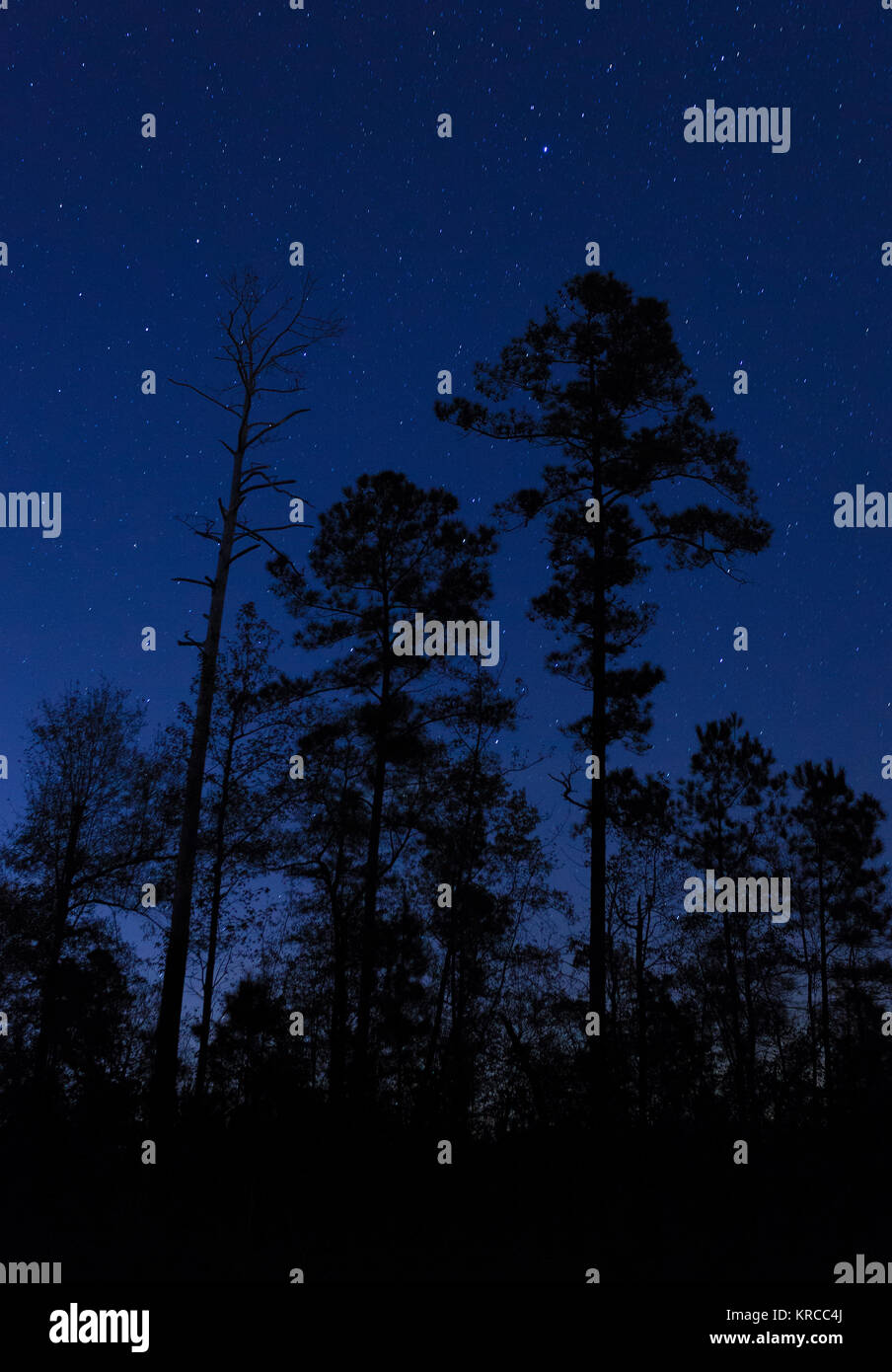 Linea spessa di alberi di notte le stelle lucenti dietro Foto Stock