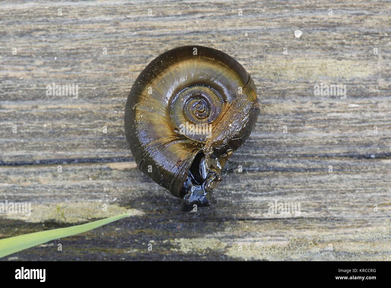 Grande ramshorn lumaca, Planorbarius corneus Foto Stock