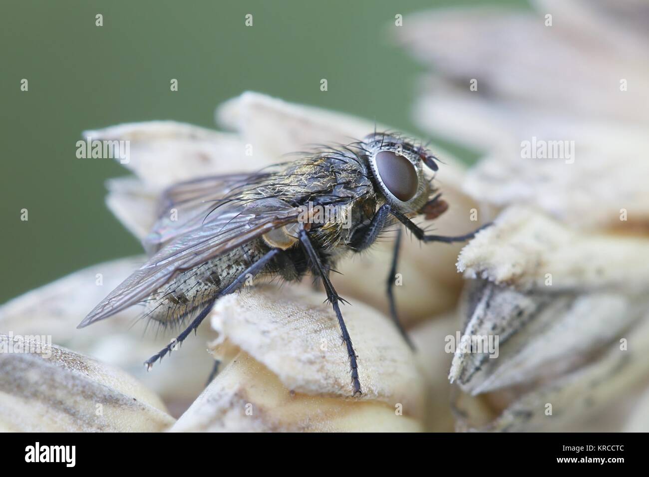 Cluster fly, chiamato anche soffitta fly, Pollenia (sp) Foto Stock