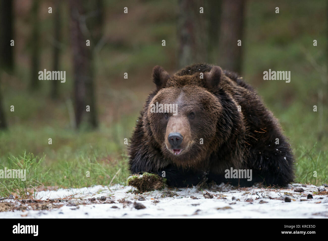 Orso bruno ( Ursus arctos ), giovane adolescente, giacente sul terreno, giocando con un po' di neve, sembra divertente, l'Europa. Foto Stock