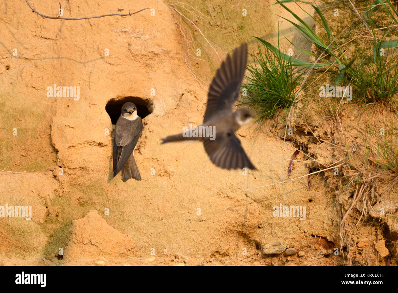 Sabbia Martin / Banca Swallow / Rondini ( Riparia Riparia), coppia arroccato a loro nido foro in un pendio di sabbia, uno ist decollare, fauna selvatica, l'Europa. Foto Stock
