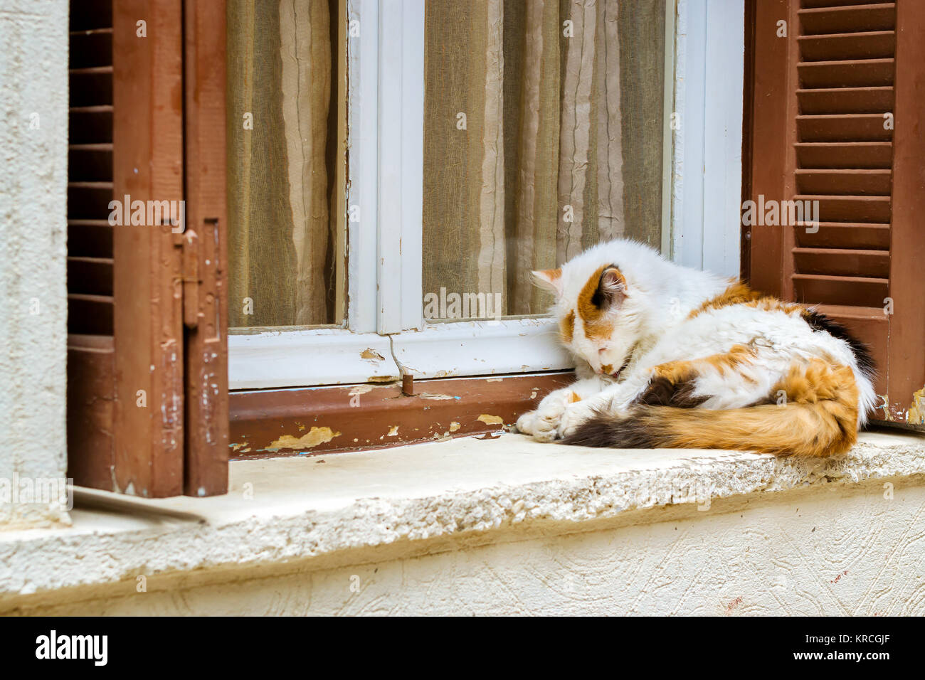 Disheveled home bianco-rosso gatto sdraiato sul davanzale con persiane in legno. Animale domestico in località porto greco città di Rethimno, Creta, Grecia Foto Stock