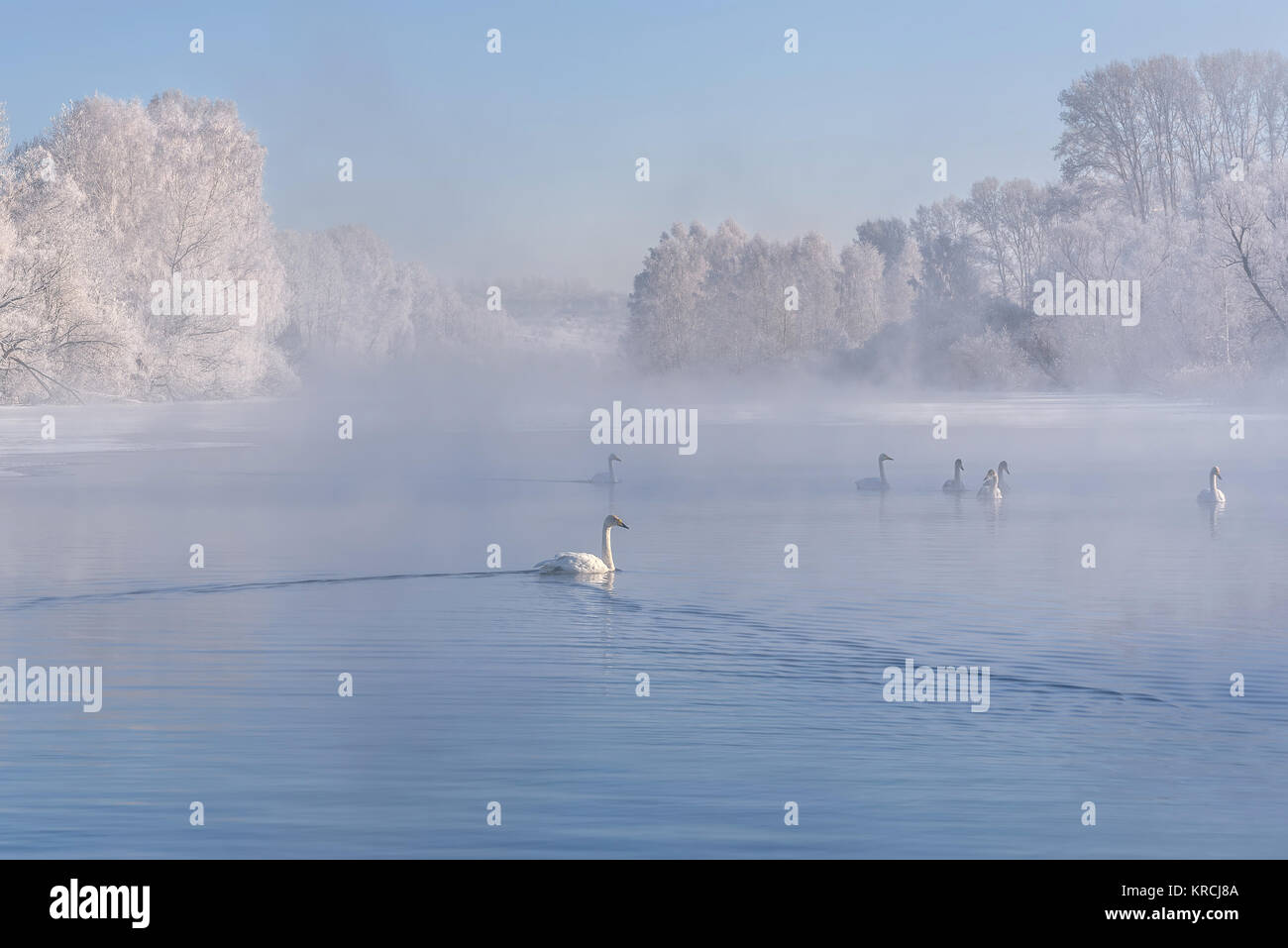 Whooper cigni nuotano nel lago in una nebbiosa, frosty, soleggiato inverno mattina sullo sfondo del cielo blu e bianco di alberi in la brina Foto Stock