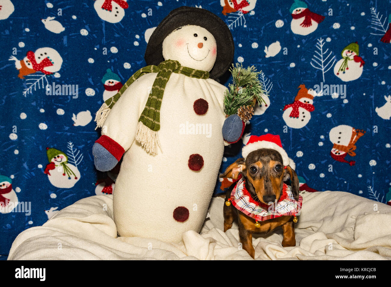 Un simpatico Bassotto cucciolo indossando un cappello da Babbo Natale per il Natale. Foto Stock