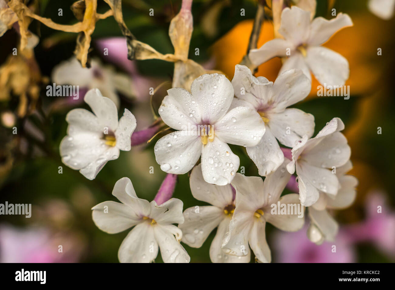 Fiori di colore bianco sul campo verde del parco Foto Stock