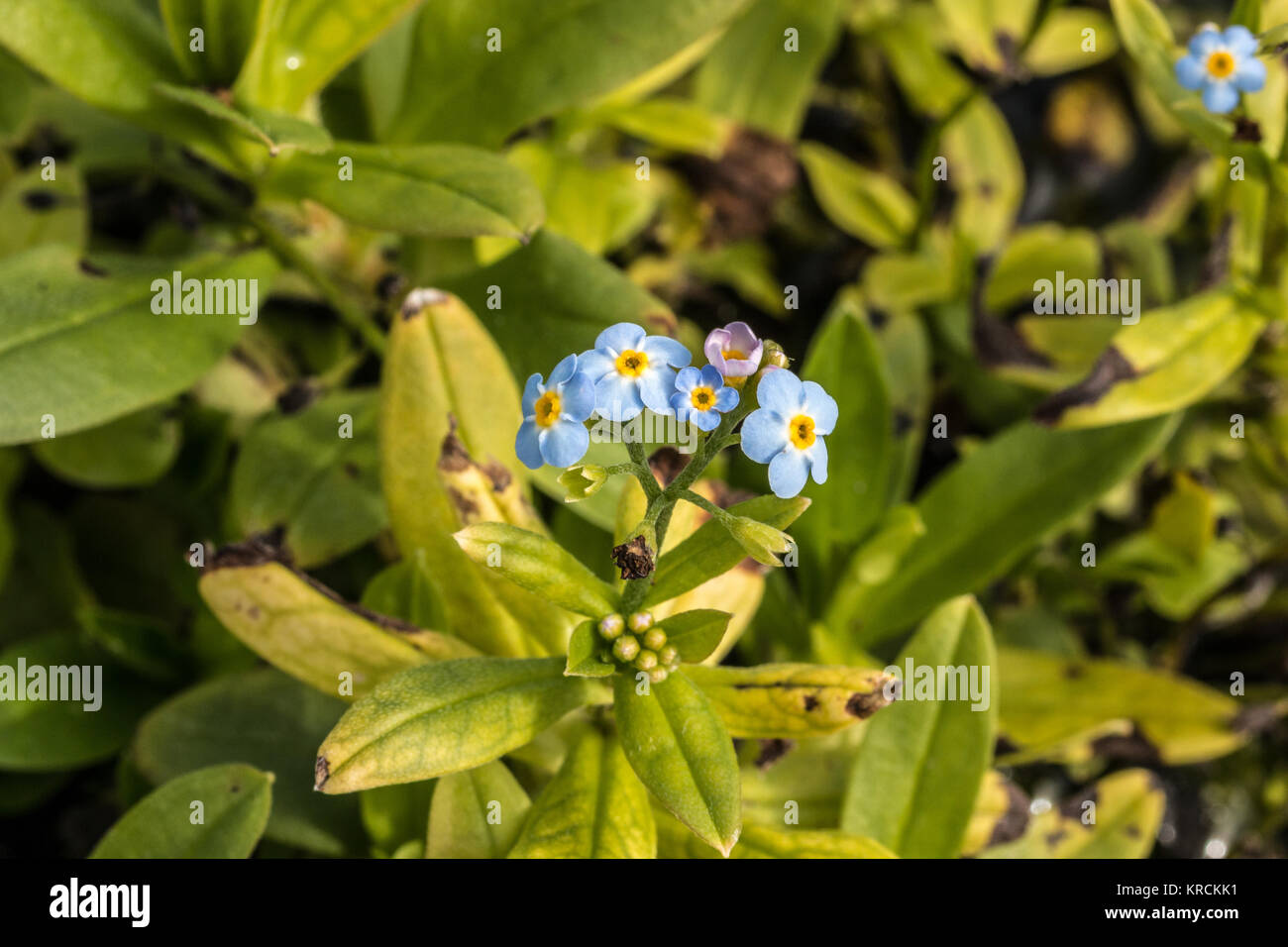 Fiore blu sul campo verde del parco Foto Stock