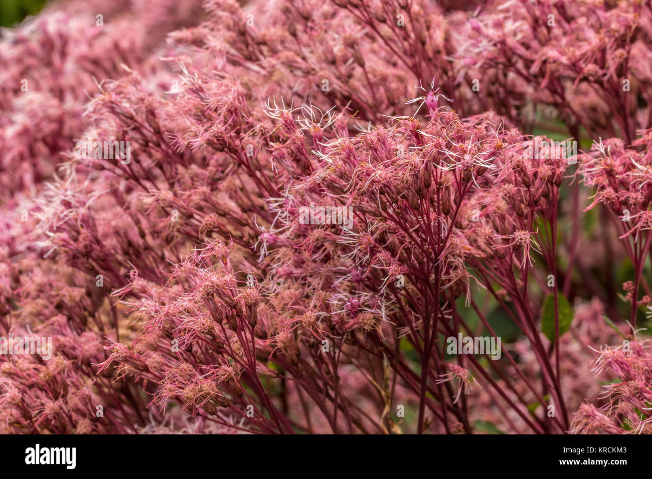 Fiore rosa sul campo verde del parco Foto Stock