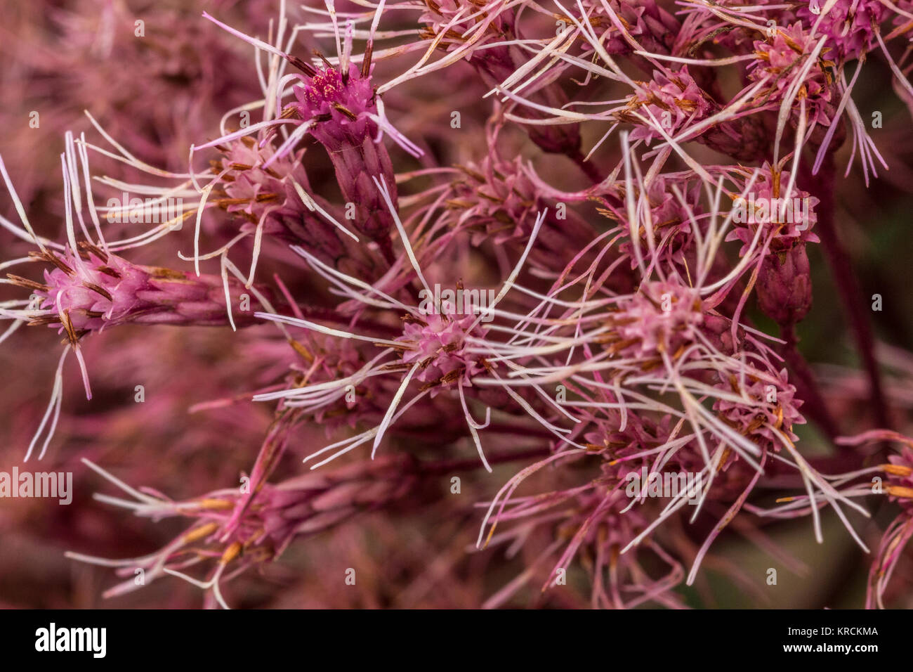 Fiore rosa sul campo verde del parco Foto Stock