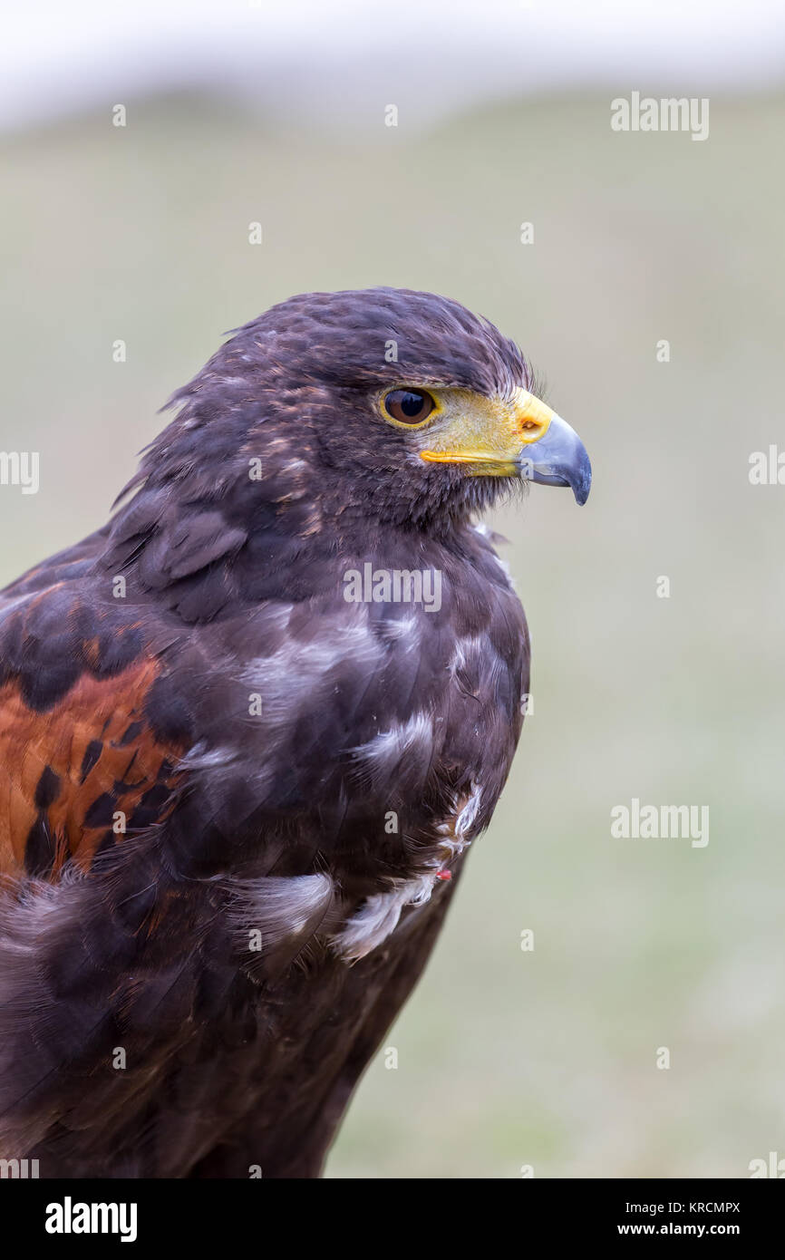 Close up di aquila marrone Foto Stock