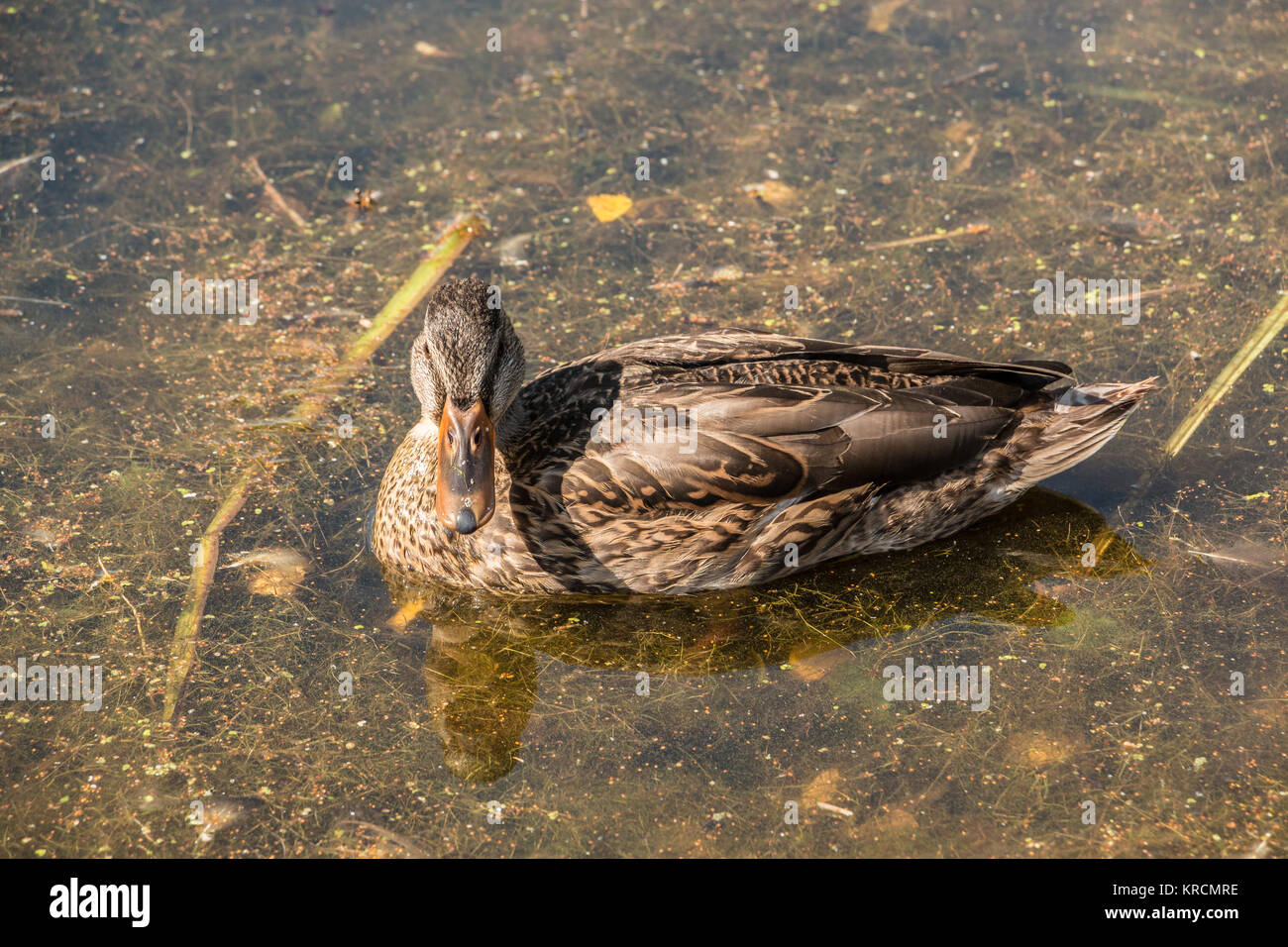 Lonely duck nuoto su un lago marrone Foto Stock