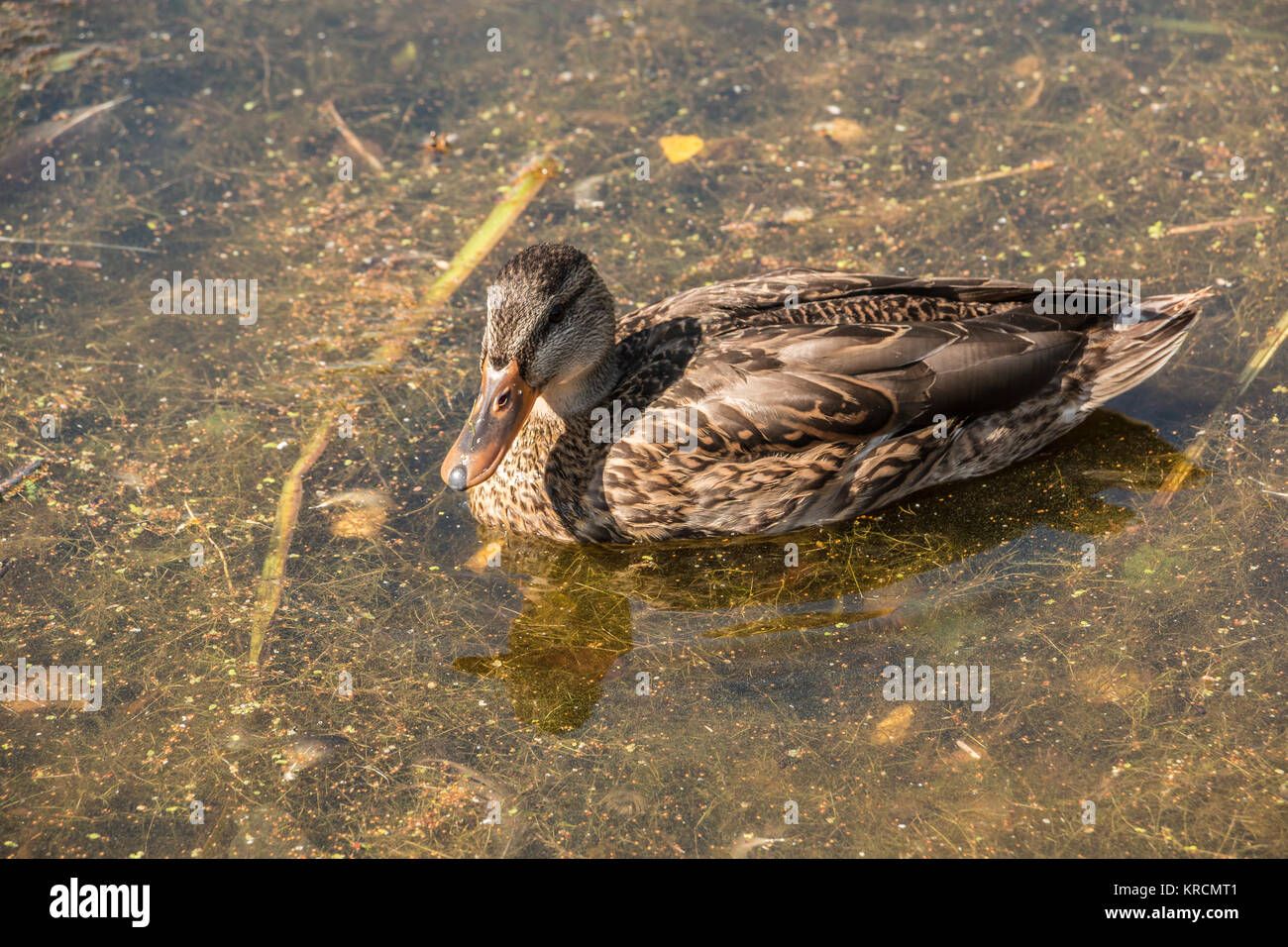 Lonely duck nuoto su un lago marrone Foto Stock