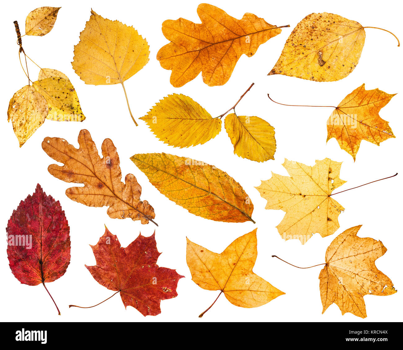 Collage da varie foglie di autunno isolato Foto stock - Alamy