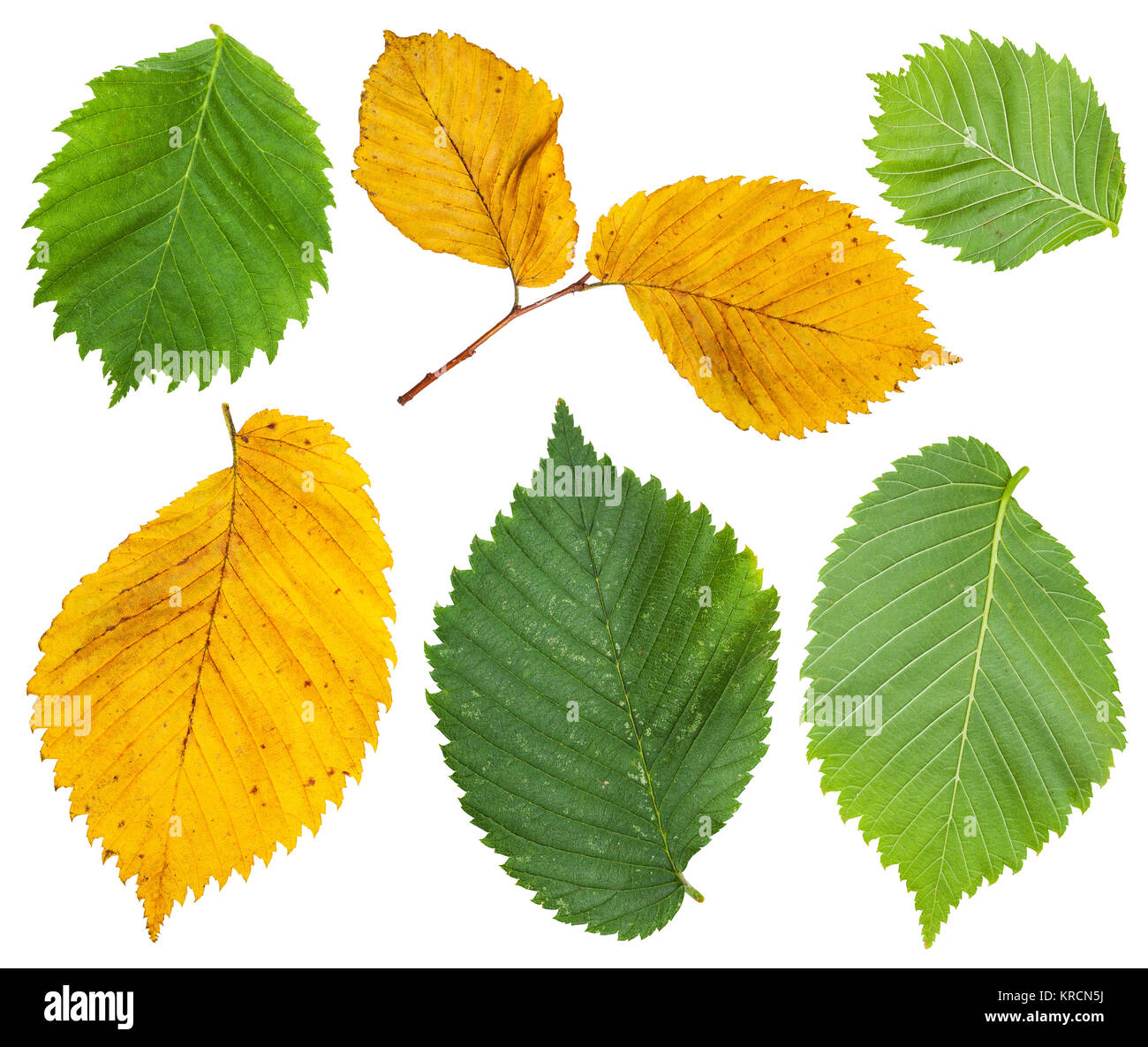 Impostare dal giallo e verde delle foglie di olmo Foto Stock