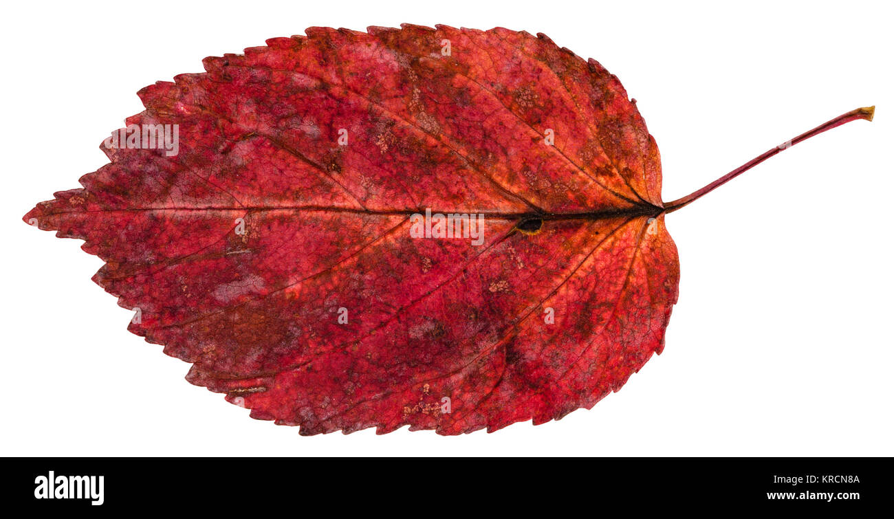 Rosso foglia caduta di cenere-lasciava in acero isolato Foto Stock