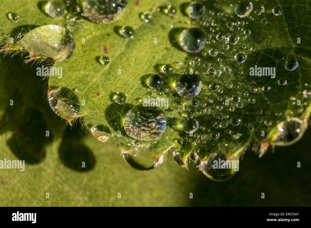 Gocce d'acqua su una foglia verde nel parco Foto Stock