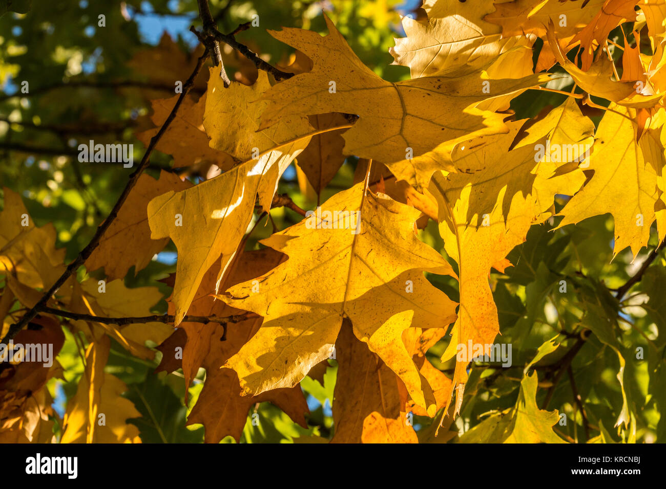 Autunno umore con foglie di giallo su un albero Foto Stock