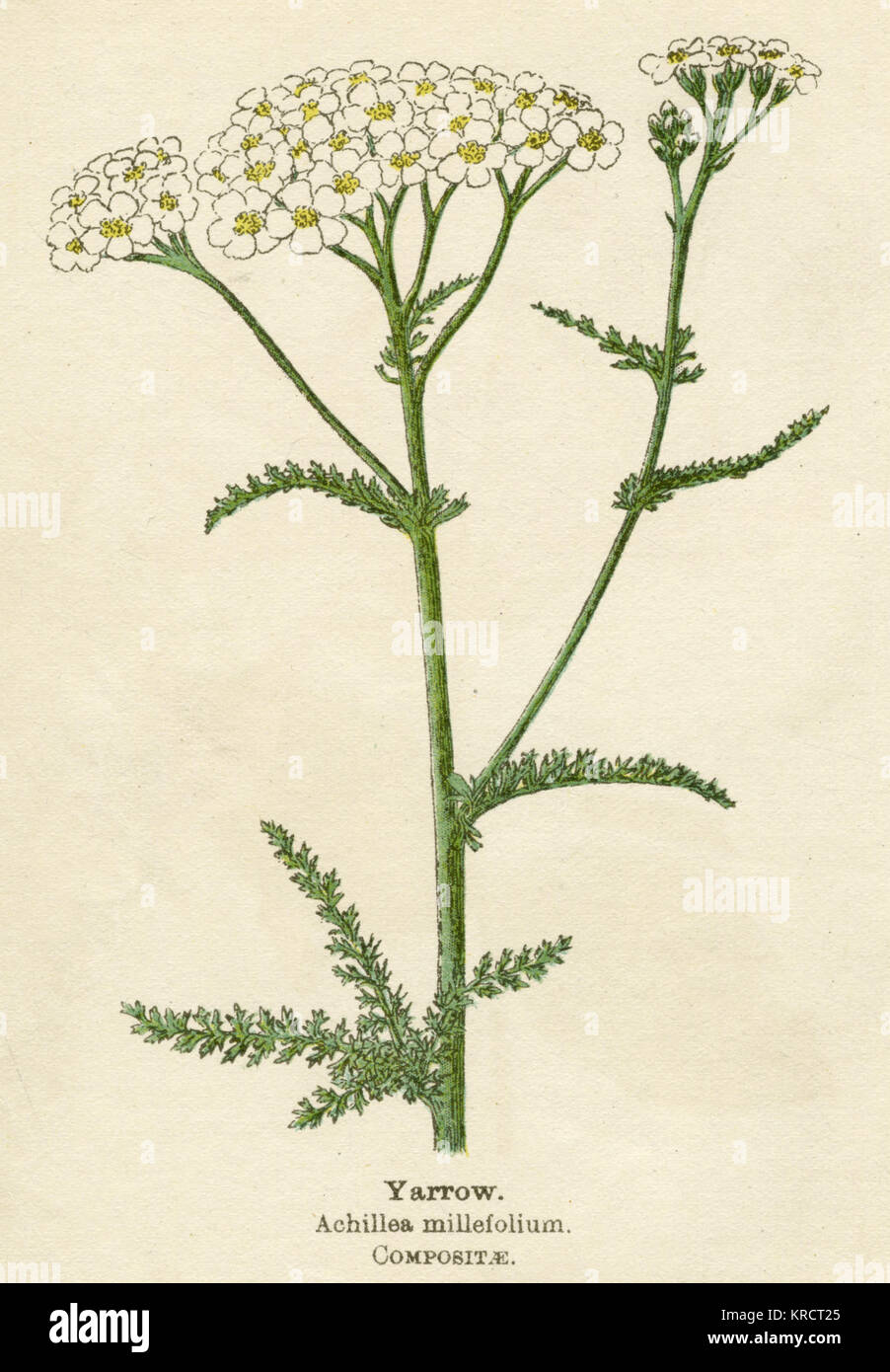 Achillea millefolium Foto Stock