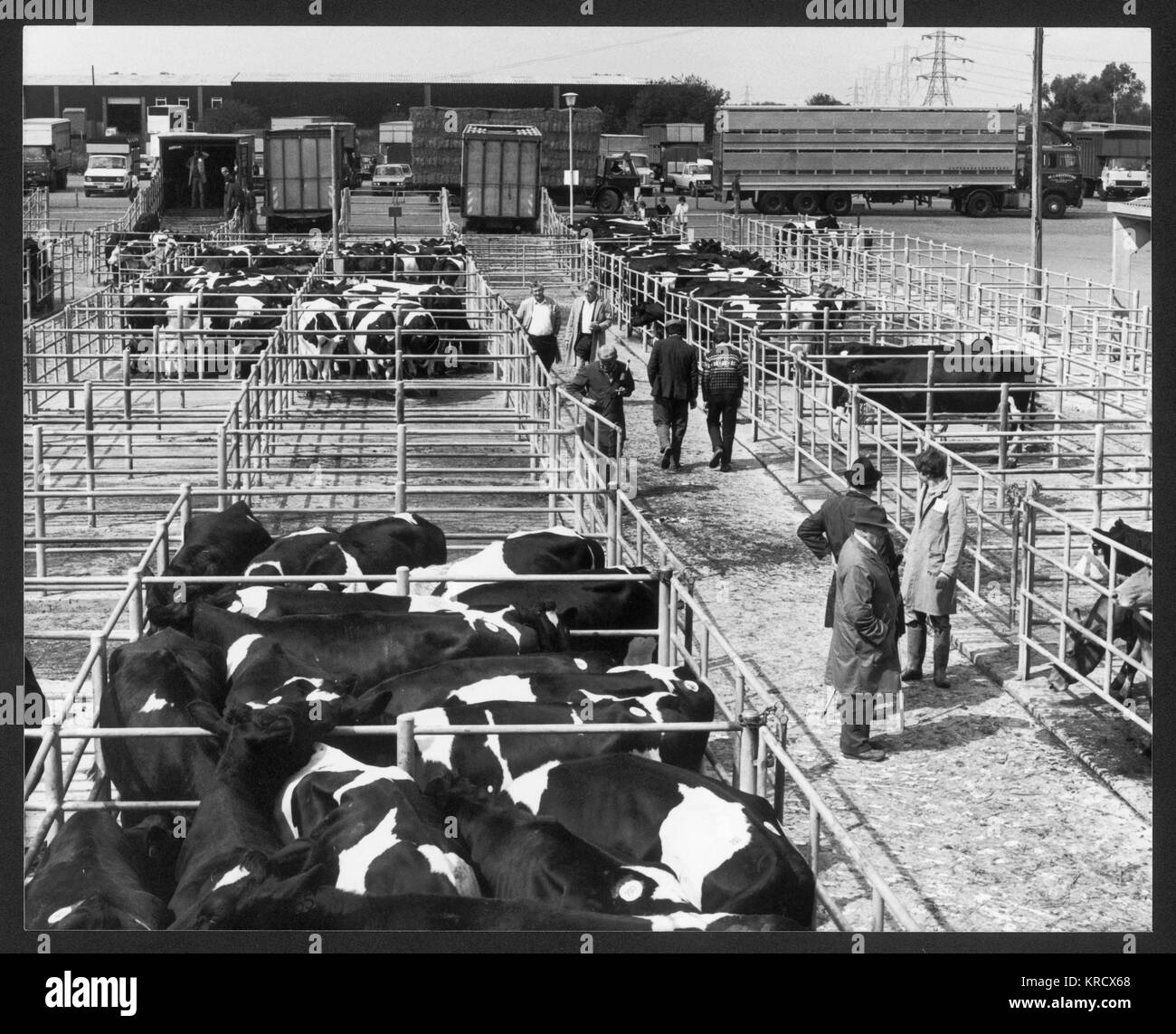 Gli agricoltori guardare il bestiame in vendita in un mercato di Gloucester. Data: 1960s Foto Stock