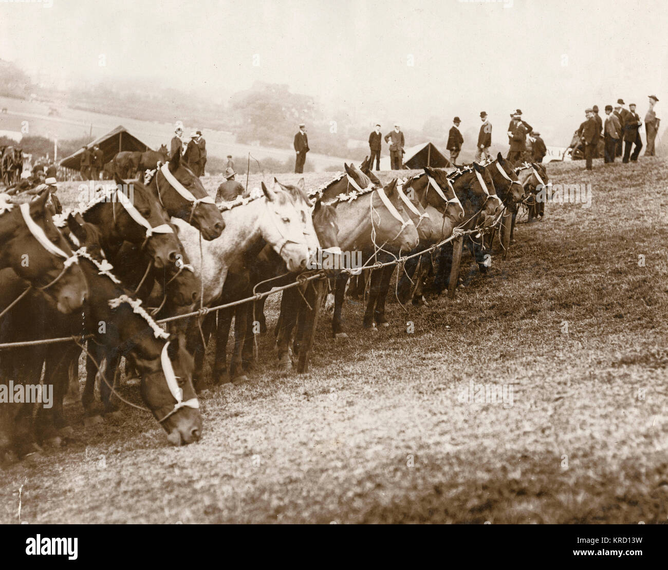 Cavalli e persone a Barnet Fair Foto Stock