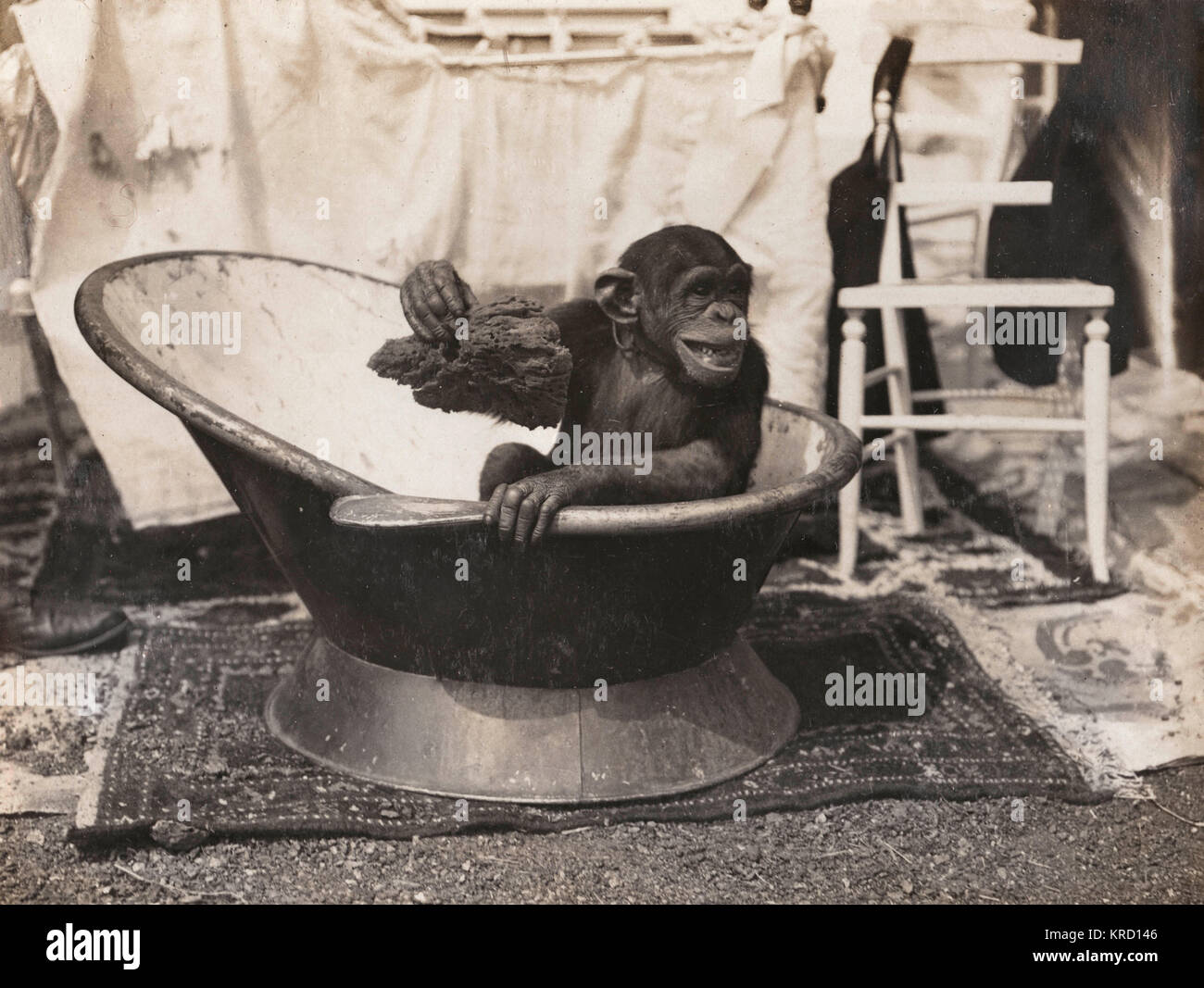 Scimpanzee alla mostra di Earl's Court Foto Stock