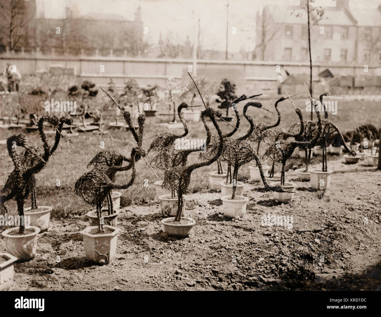 Uccelli vegetali giapponesi, Città Bianca 1910 Foto Stock