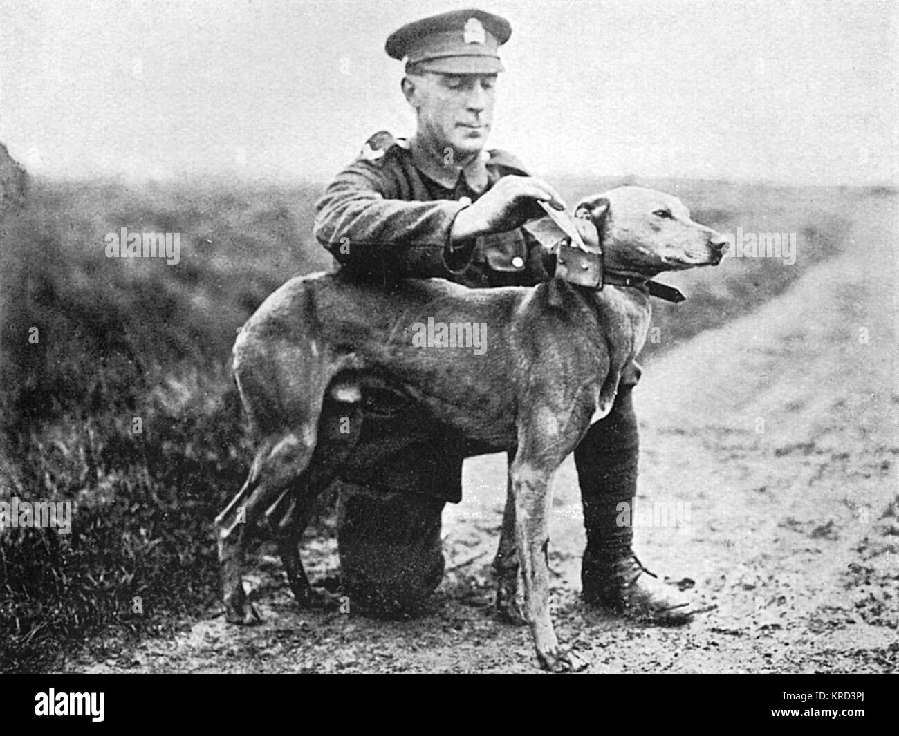 Un soldato britannico che fissano un messaggio da un messaggero cane al collare sul fronte occidentale durante la Prima Guerra Mondiale. Data: 1914-18 Foto Stock