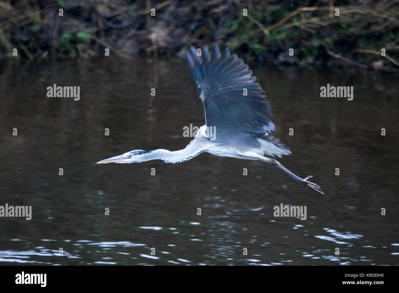 Un Airone cenerino in volo lungo il fiume Mersey in Heaton Mersey, Stockport, Greater Manchester. Regno Unito Foto Stock