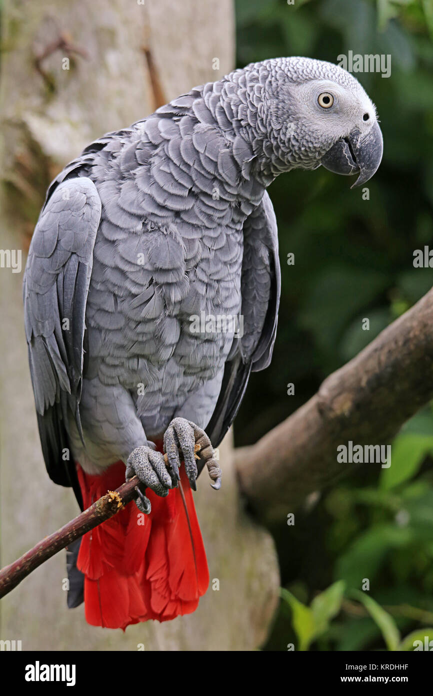 pappagallo grigio psittacus erithacus Foto Stock