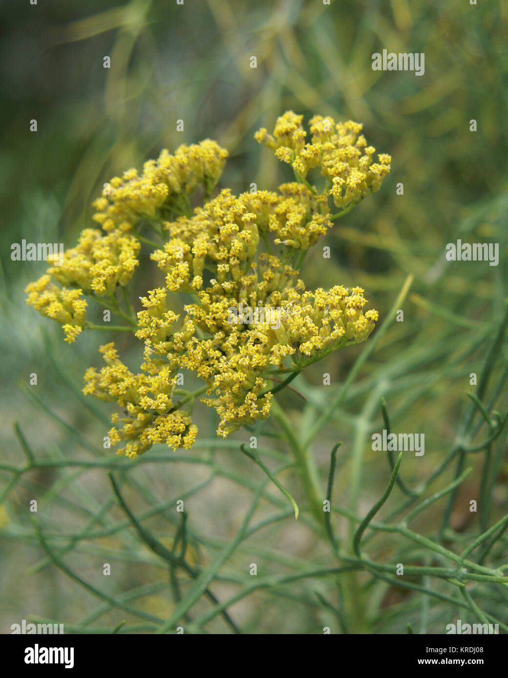 Hymenolepis parviflora Foto Stock