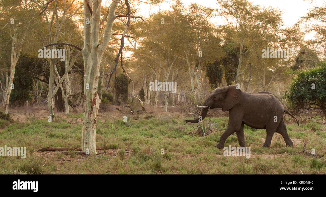 Un elefante passeggiando per la febbre la foresta di alberi in Pafuri regioni del nord del parco di Kruger Foto Stock