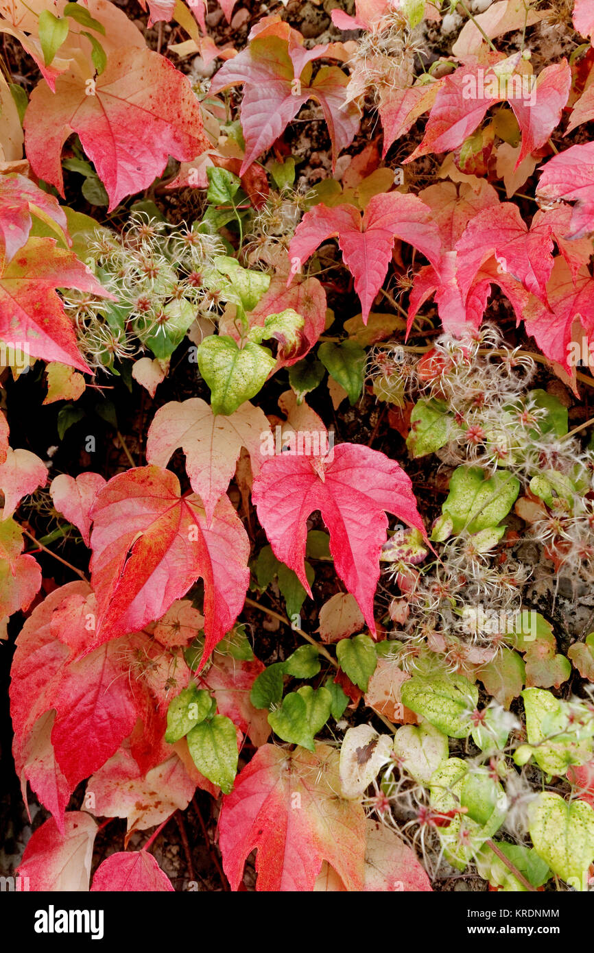 Foglie di autunno Foto Stock