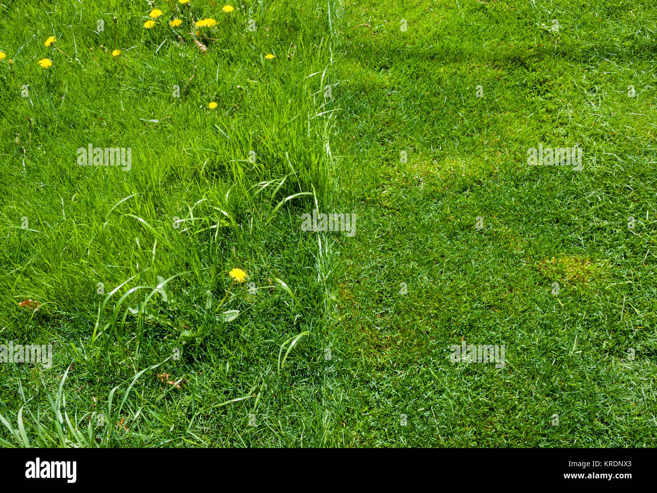 Dettaglio della metà del verde erba falciata. Foto Stock