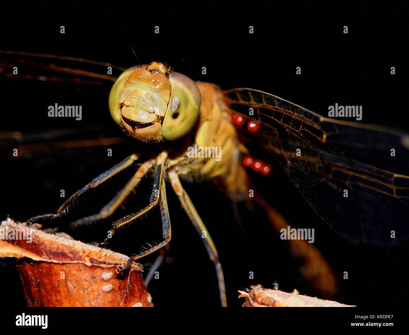 Dragonfly in giardino Foto Stock