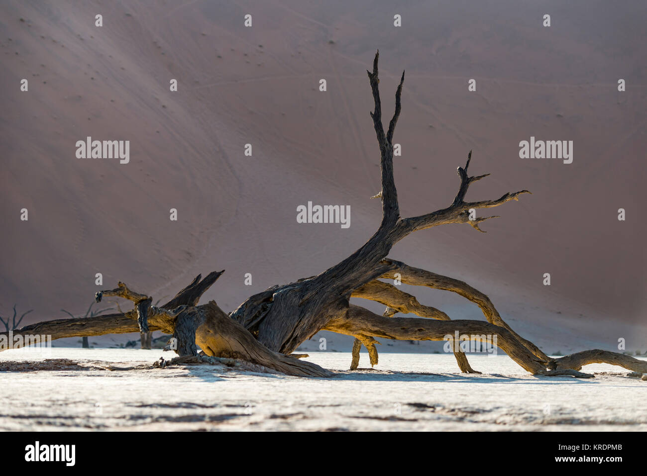 Abgestorbener Baum, Deadvlei, Sossusvlei capitolo Gebiet, Namibwüste, Namibia | Albero Morto, Deadvlei, Area Sossusvlei, Namib Desert, Namibia Foto Stock