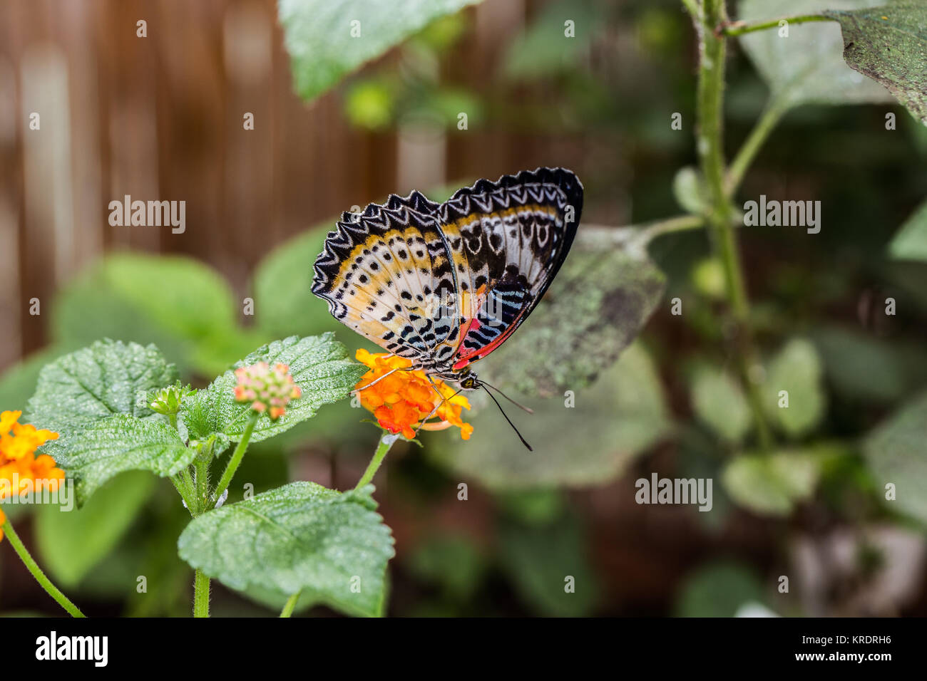 Loepard-punta butterfly Foto Stock