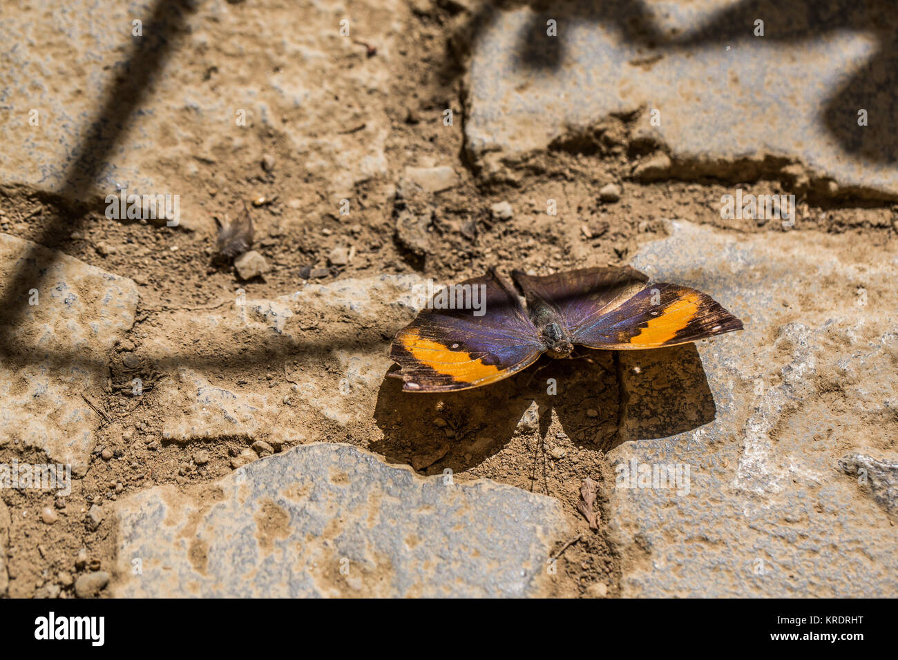 Foglia indiano butterfly Foto Stock