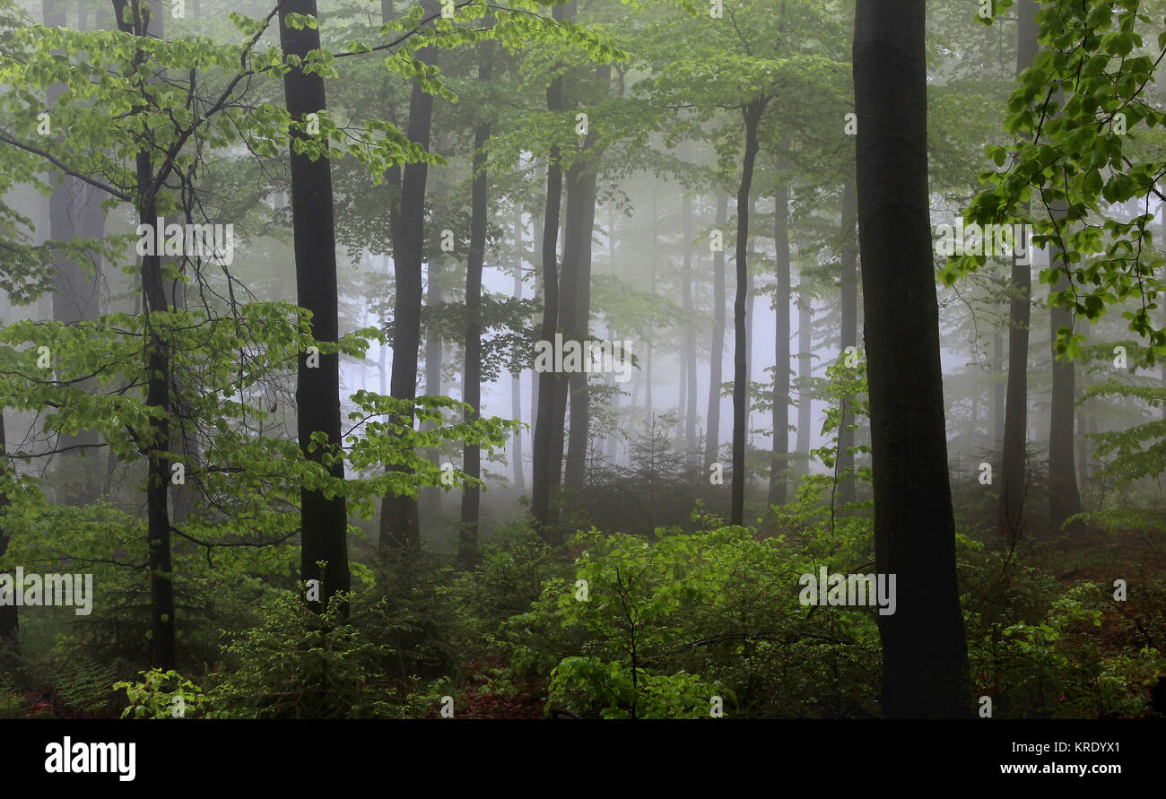 Frühlings-Buchenwald im Nebel, auf dem Stimm Stamm, 542m, bei Meschede, Hochsauerlandkreis Foto Stock