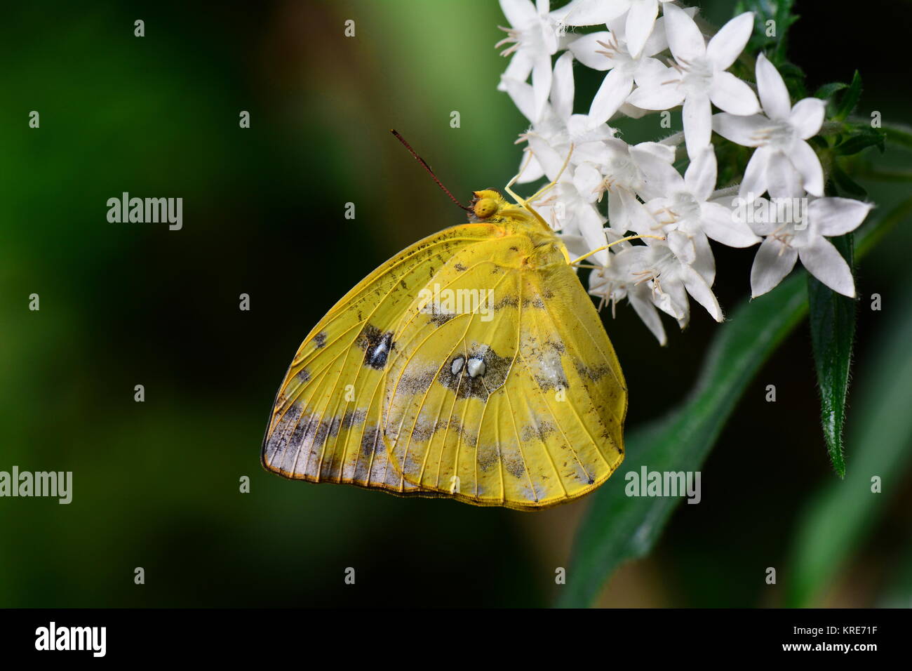 Un arancione-sbarrate di zolfo feed di farfalla su un fiore nel giardino delle farfalle. Foto Stock