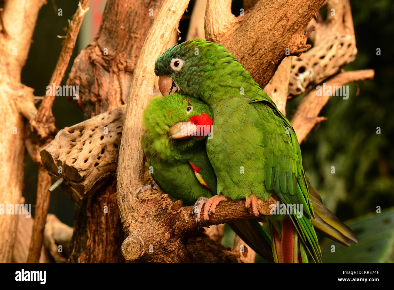 Amare gli uccelli immagini e fotografie stock ad alta risoluzione - Alamy