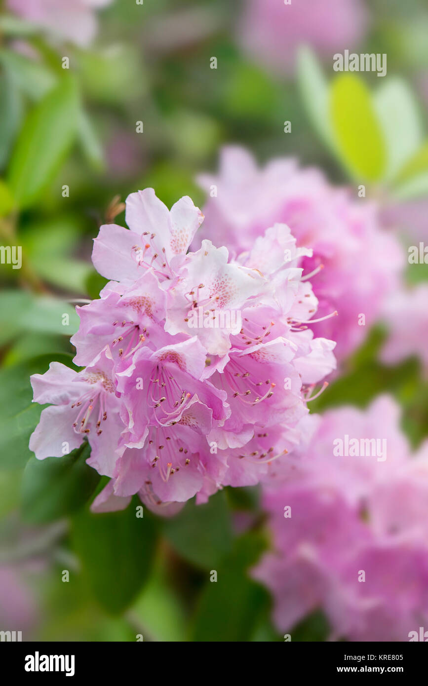 Azalea Foto Stock