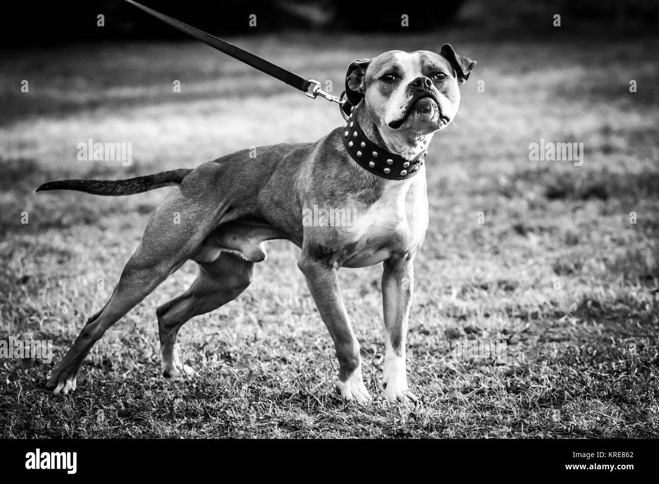 Cane tipo Bulldog con collare rivetto Foto Stock