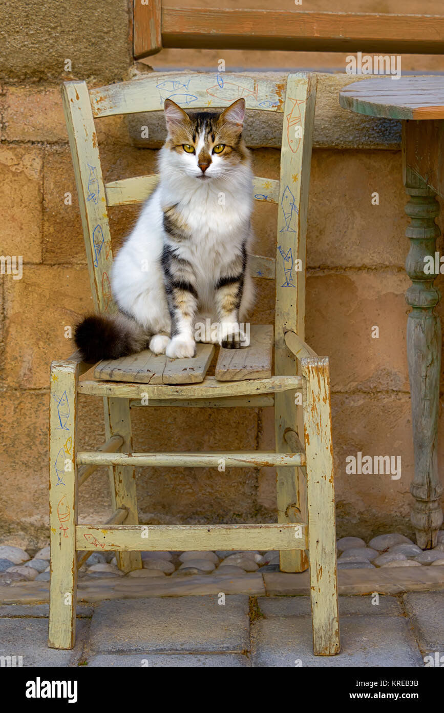 Un adorabile tabby gatto bianco seduto su una vecchia sedia vintage con flair mediterraneo, Rodi, Grecia. Foto Stock