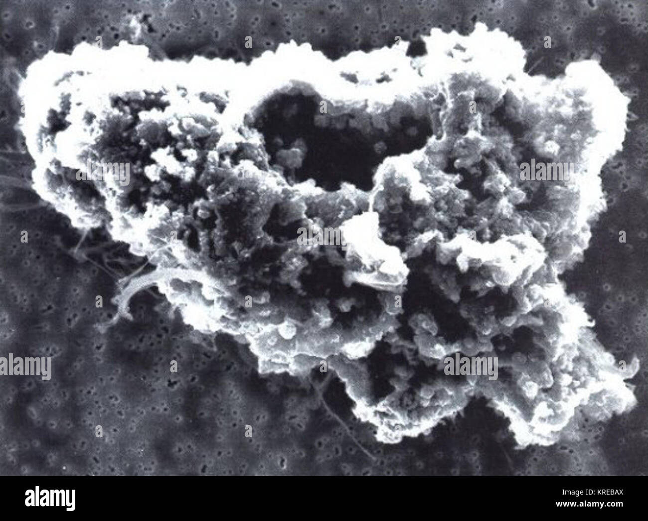 Comet polvere foto al microscopio Foto Stock