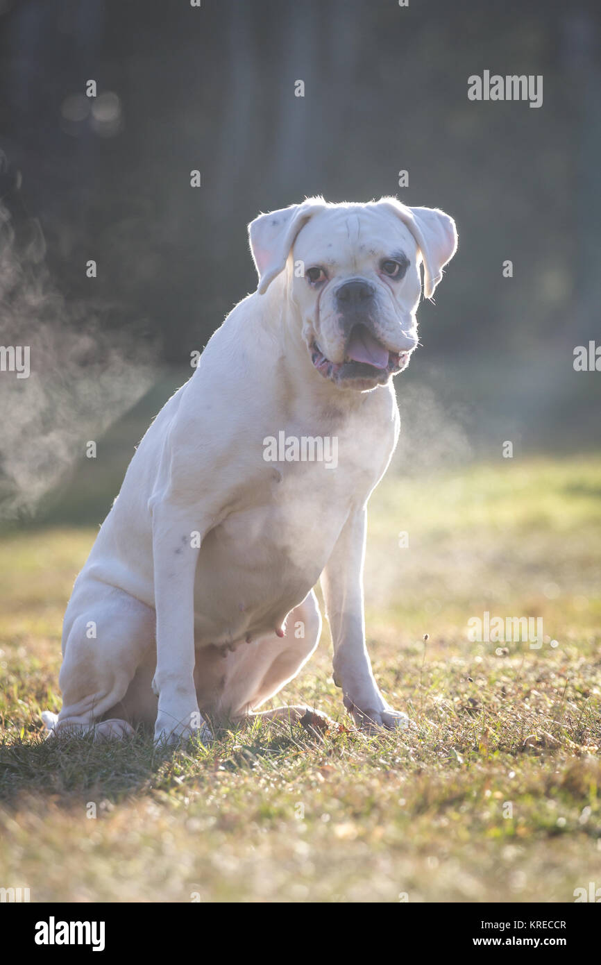 Bianco boxer tedesco femmina su un freddo inverno mattina Foto Stock