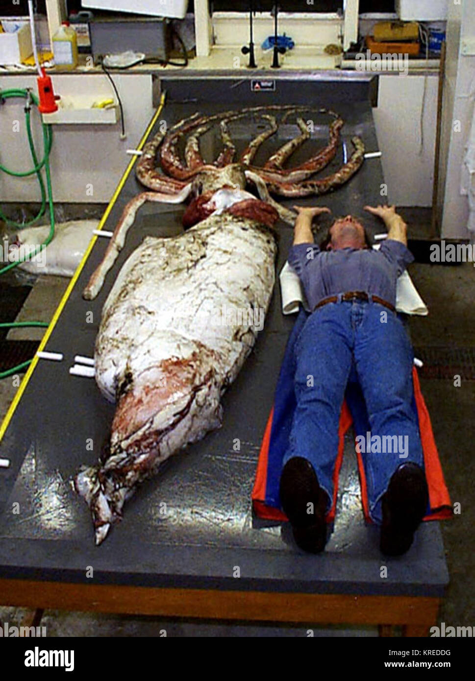 Calamaro gigante strano bedfellows Foto Stock