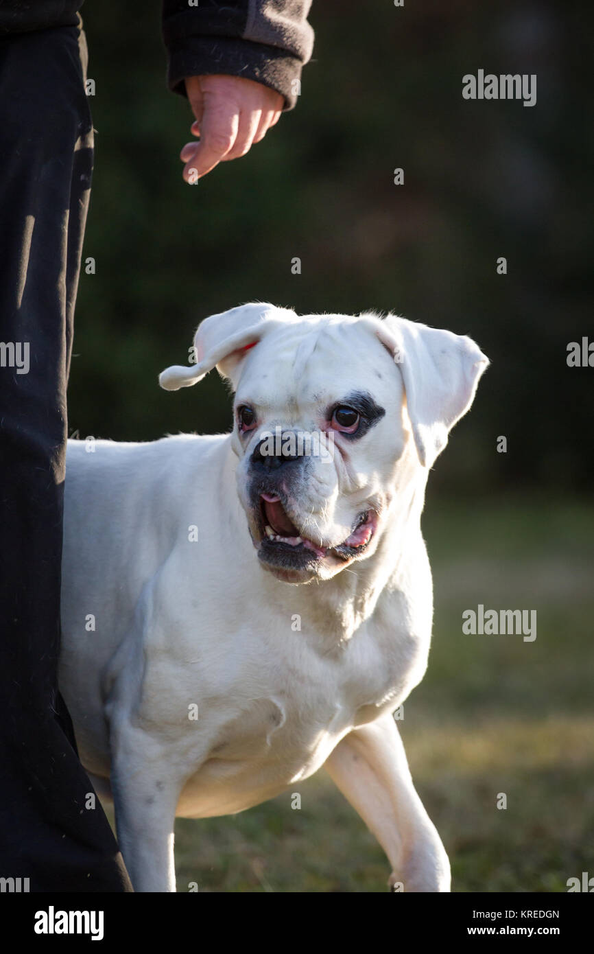 Bianco boxer tedesco femmina su un freddo inverno mattina Foto Stock