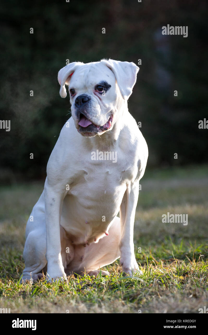 Bianco boxer tedesco femmina su un freddo inverno mattina Foto Stock