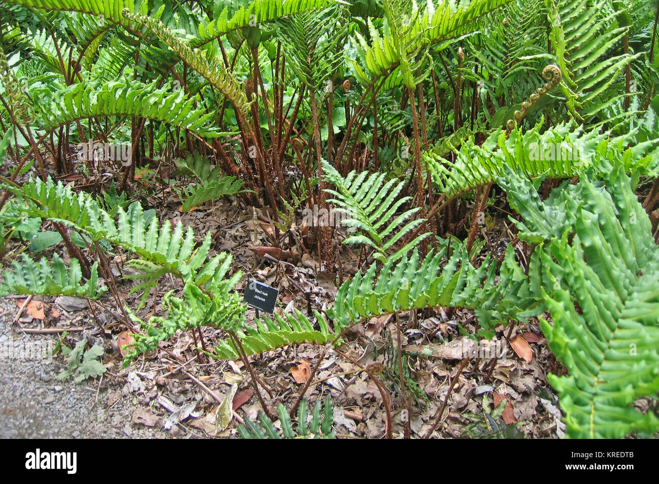Chilense Blechnum Foto Stock