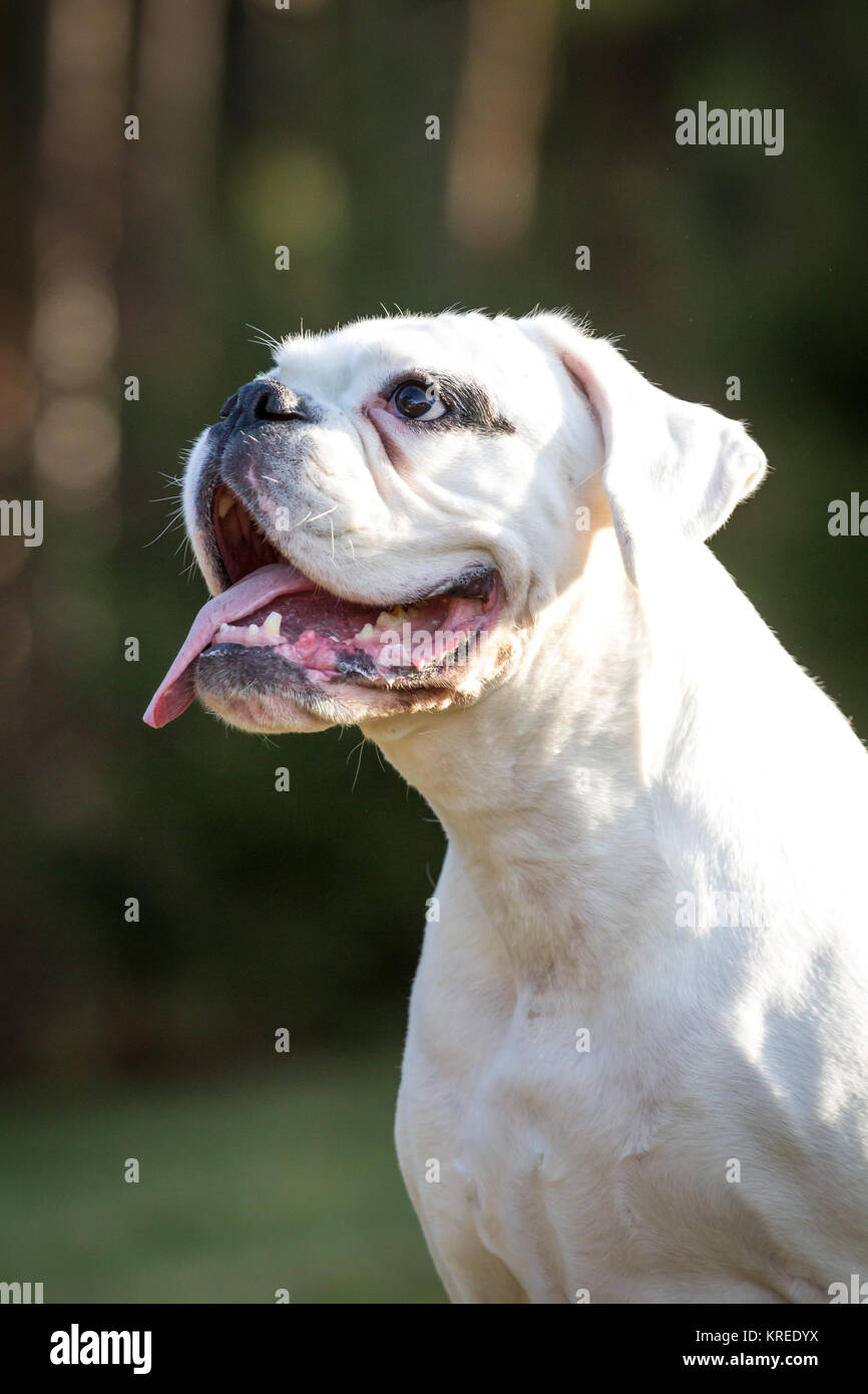 Bianco boxer tedesco femmina su un freddo inverno mattina Foto Stock