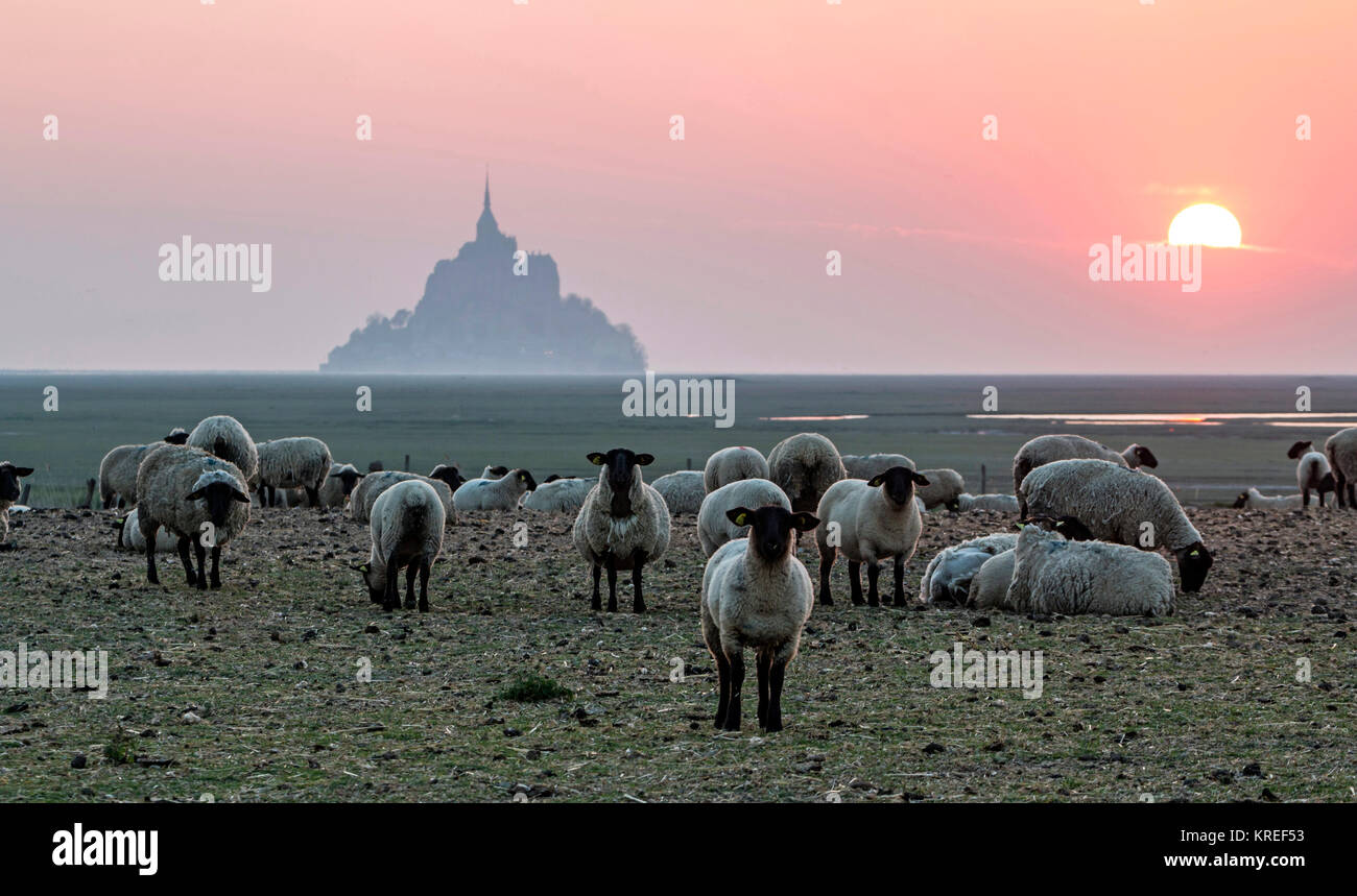 Mont Saint Michel (Saint Michael Mount), Normandia, a nord-ovest della Francia: Sale prato pecore al calar della sera. (Non disponibile per la produzione di cartolina) Foto Stock